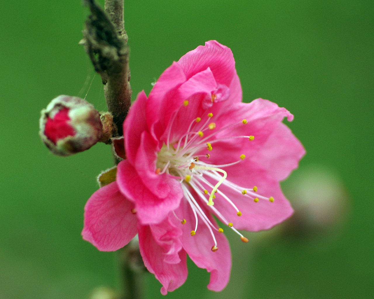 Việt Nam – Miền đất của hoa và tình yêu